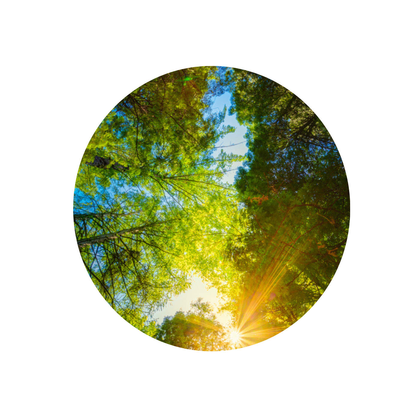 pinetreetops